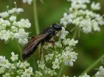 Tiphia femorata